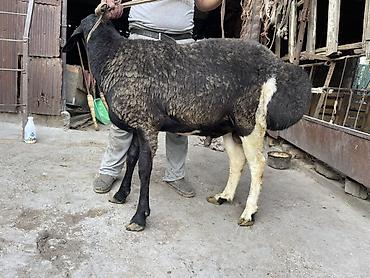 Баран, овца: Продаю | Баран (самец) — 4