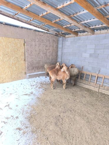 Бараны, овцы: Продаю | Овца (самка), Ягненок | Арашан | Для разведения | Ярка — 17