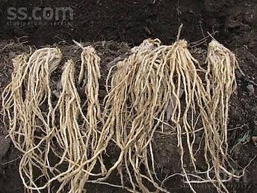 Другие садовые цветы и кустарники: Пионы. Пионы Саженцы. Клубни пионов. Саженцы цветов. Пионы — 28