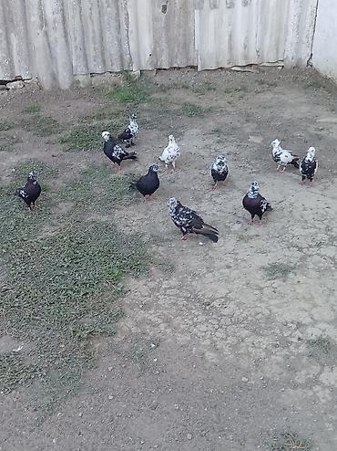 quşlar goyərcin: Qara ciler hamisi tərgizme quslardi hopdum satilir qiymet 120 — 1