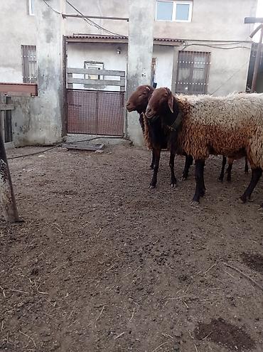 qala cinsi qoyun satilir: Qoyun sürüsü 29 baş – ət və yun istehsalı üçün - Növ: Yerli — 2