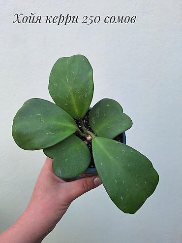 Бөлмө өсүмдүктөрү: 🌿 Хойи разных сортов в продаже. Названия сортов и цены указаны на — 8