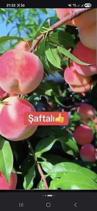 bitki toxumlarinin satisi: 3 agac var yasti saftali tuksuz ve tuklu 2 metrdi 3 illik agaclardi — 2