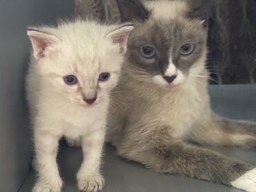 отдам животных в хорошие руки: Кошка даром: Сиамская, 2 месяца, Мальчик, Метис, Приучена к лотку