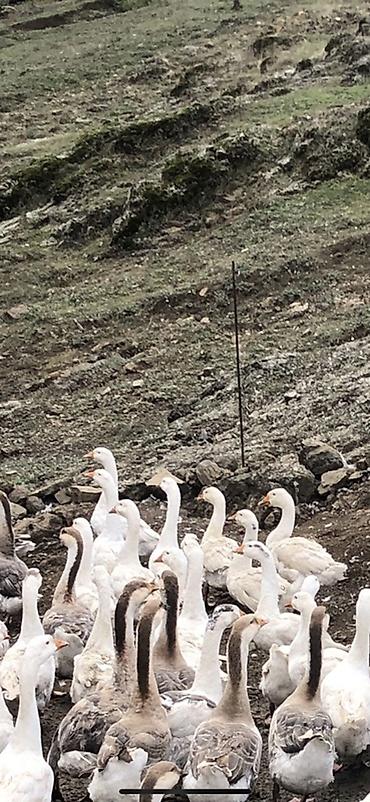 keçi çəpiş: Salam qazlar satlır həm damazlıq həmdə ətlik dağda yetişmiş qazlardı — 2