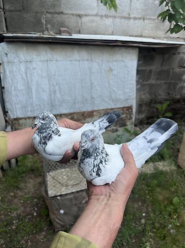 Птицы: Молодые старопородные бакинцы пискуны: штука оптом 500с — 14