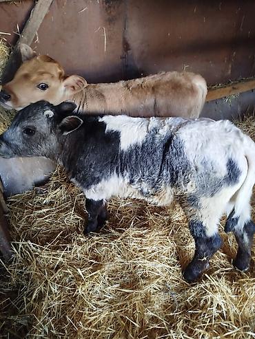 Коровы, быки: Продаю | Бык (самец) | Бельгийская | Для разведения | Искусственник — 3