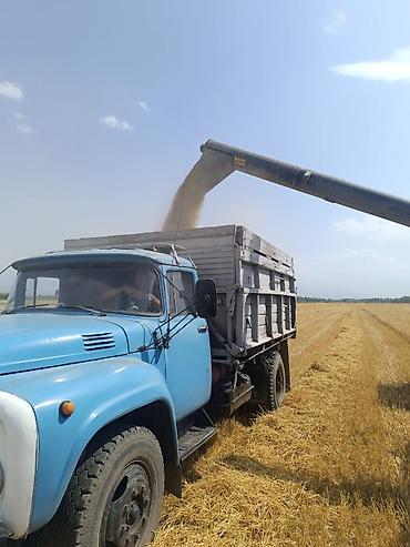 Зерновые культуры: Яровой ячмень, сорт „Космос " второй репродукции. Урожай 2025 — 6