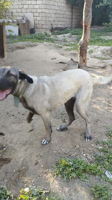 kangal satilik: Kanqal, 9 ay, Dişi — 4