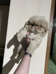 xaski erkek: Pekines