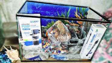 водоросли для аквариума: Продаю Аквариум 50 л. Со всеми принадлежностями есть все лампа