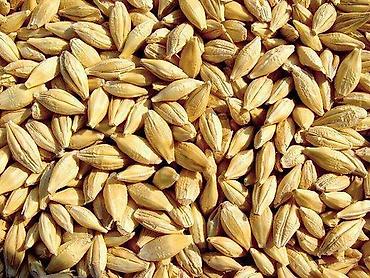 ячмень мука: Продам ячмень озимый семенной, сорт Альта. 10 тонн после комбайна — 1
