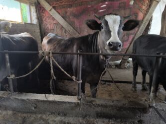 разведение сельскохозяйственных животных: Продаю | Тёлка | Алатауская, Швицкая | Для разведения, Для молока