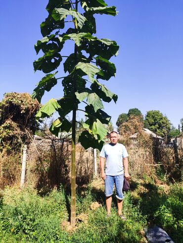 Декоративные деревья: Саженцы деревьев: Павловнии, Платная доставка at lalafo.kg — 3 Декоративные деревья: Саженцы деревьев: Павловнии, Платная доставка — 3