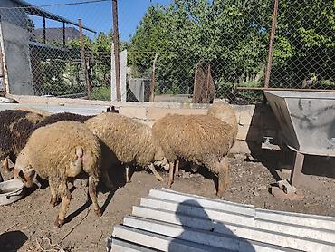 lalafo quzu: Erkək Qurbanlıq quzular satılır diri çəkisi 10manat 50qəpikdən qiyməti — 6