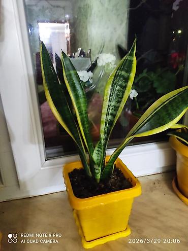 Другие растения: Sansevieria gold (Qayın dili) – dekorativ otaq bitkisi - Növlərdən — 2