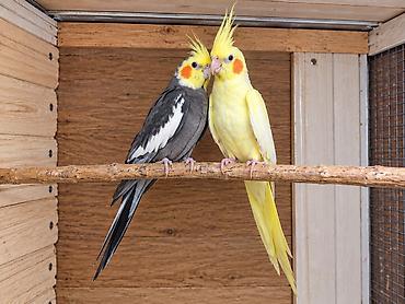 ag qara pisik: Növlər: Dalmatian cockatiel (boz-ağ, narıncı ləkəli yanaqlar), lutino — 2