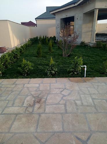 Toxumlar: Super qazon enli yarpaq sıx və alaqsız hörmetli ve deyerli — 7