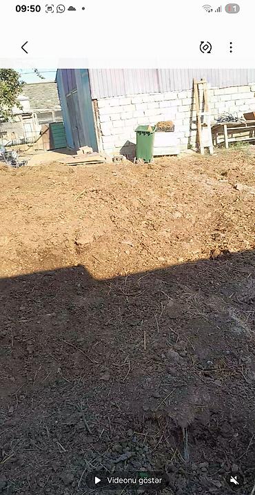 ananas ağacı: Təbii peyin – torpaq üçün orqanik gübrə - Mal-qara təsərrüfatından — 1