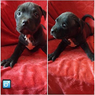 Psi: Pit bull štenci na prodaju Oštenjeni: 18.12.2025 Primili su prvu — 7