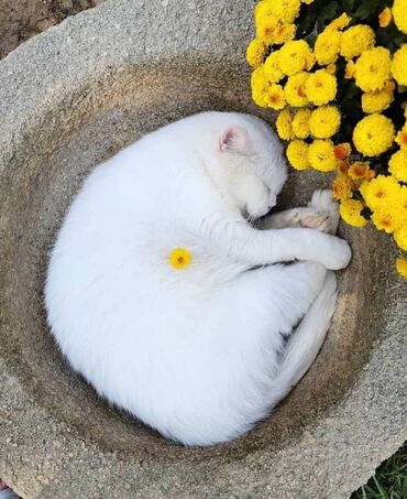Животные: Белый котик