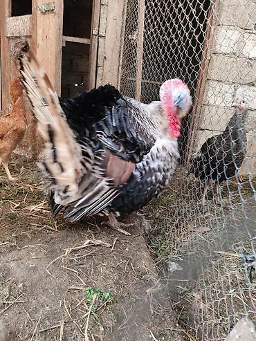 Hinduşkalar: Erkək, Damazlıq — 2