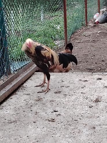ag xoruz: Xoruz, Brama, il: >5 Ünvandan götürmə — 2