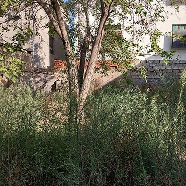 bakıda: 36 sot, Tikinti, Makler, Kupça (Çıxarış) — 5