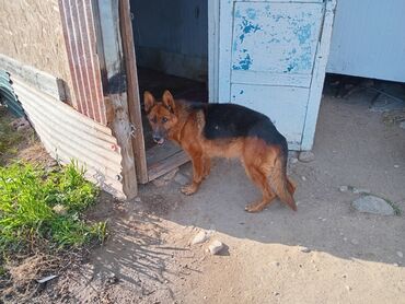 Животные: Восточноевропейская овчарка, 2 года, Самец, С прививкой