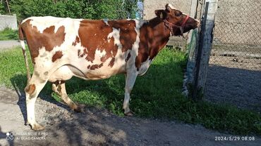 животные коровы: Продаю | Корова (самка) | Голштин, Швицкая | Для разведения, Для молока | Племенные, Стельные