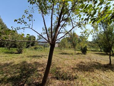 Torpaq sahələrinin satışı: 22 sot, Kənd təsərrüfatı, Mülkiyyətçi, Kupça (Çıxarış) — 8