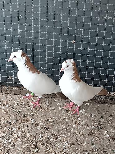 göyerçin damı: Peçat quyruqları dəst sarı şeykalar satılır. Cütdülər. qiymətdə cüzvi — 3