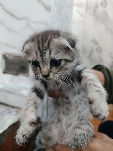 котята простые: Шотландские вислоухие котята - Окрас: серебристый табби/дымчатый — 2