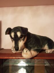 Oyuncaqlar: Oyuncaq İt. Çin istehsalı. Uzunluğu 75 sm. Qiyməti - 50 azn -da lalafo.az — 1 Oyuncaqlar: Oyuncaq İt. Çin istehsalı. Uzunluğu 75 sm. Qiyməti - 50 azn — 1