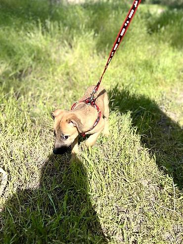 Отдам даром собаку: Ищем дом для маленькой Бусинки 🐾🏡 Группа «Зоозащита Бишкек» ищет — 10