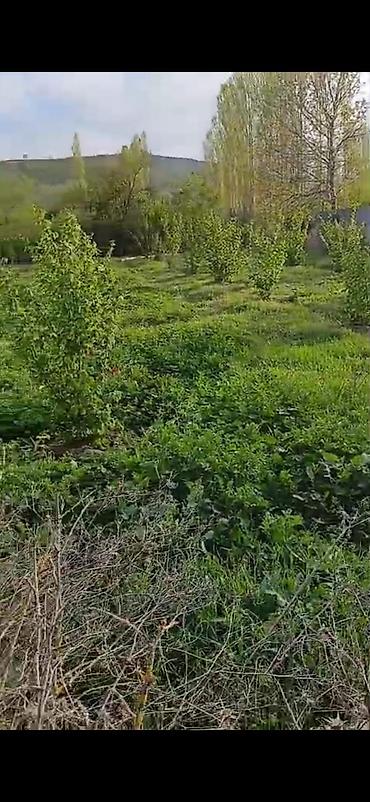 topaq: 14 sot, Tikinti, Mülkiyyətçi, Kupça (Çıxarış) — 1