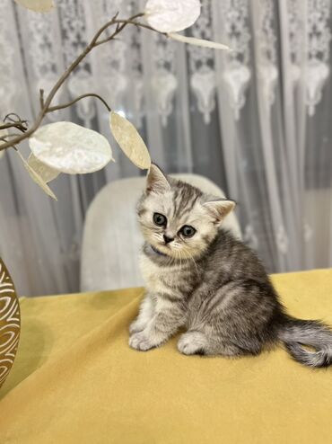 Pişiklər: Şotland, Erkək, Dişi, Ünvandan götürmə -da lalafo.az — 11 Pişiklər: Şotland, Erkək, Dişi, Ünvandan götürmə — 11