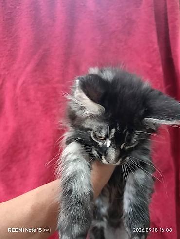 кошки шотландские: Мейн-Куны 🥰🥰🥰. Продаются котята Рысята ♥️ Чистокровные, Шикарные — 8
