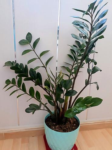 agac satisi baki: Zamiokulkas (ZZ plant) – dekorativ ev bitkisi - Növ: Zamiokulkas — 1