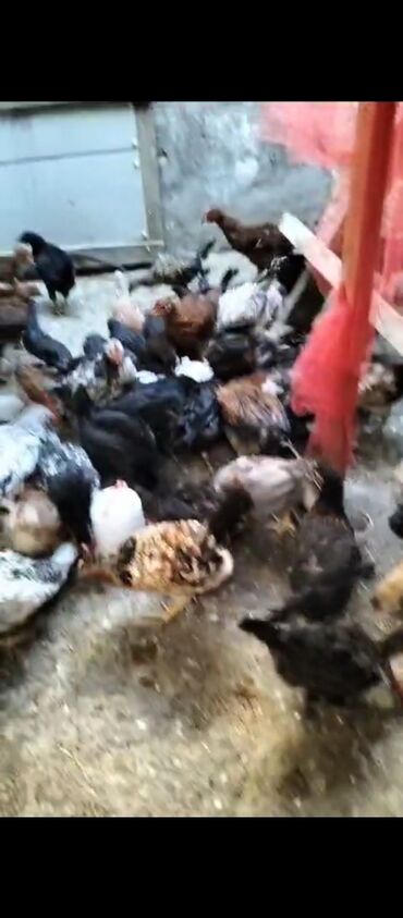 ingilis setteri it cinsi digər adı: Qiymət 6.50 real alıcıya endirim olacaq hamısın alana super endirim