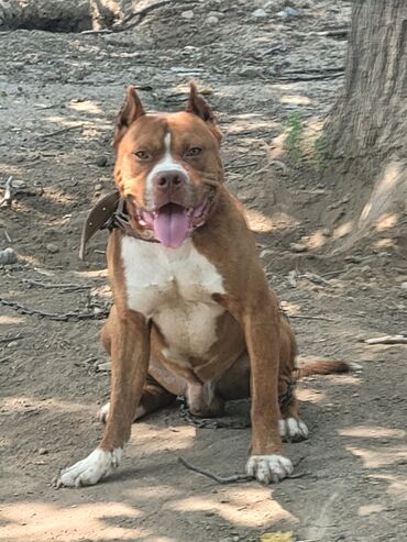 pitbul iti: Pitbul, 2 il, Erkek, Cütləşmə üçün, Ünvandan götürmə