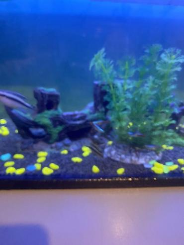 Akvariumlar: 3 ədəd papuqay balığı satılır biri böyük ikisi baladır vhatsaap ilə — 9