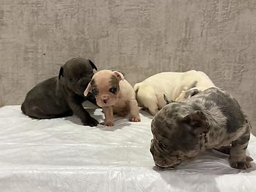 İtlər: Amerikan buldoqu, 1 ay, Peyvəndli, Ödənişli çatdırılma — 16