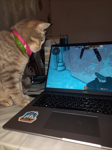 Pişiklər: Tabbi, Yaxşı əllərə — 7