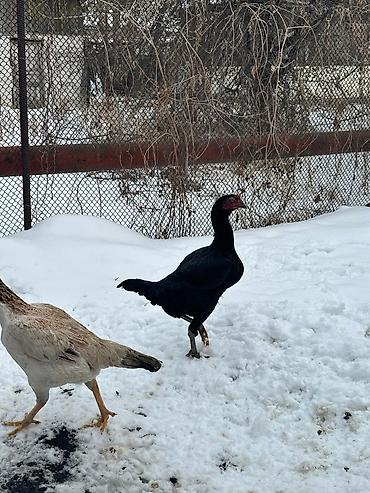 инкубато: Продаю | Инкубационные яйца | Бойцовая | Для разведения — 9