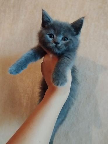 Pişiklər: Britan — 10