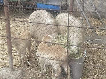 Qoyunlar, qoçlar: Qoyun və quzular - Cins: yerli ətlik/yunlu tip (şəkillərdə ana — 2