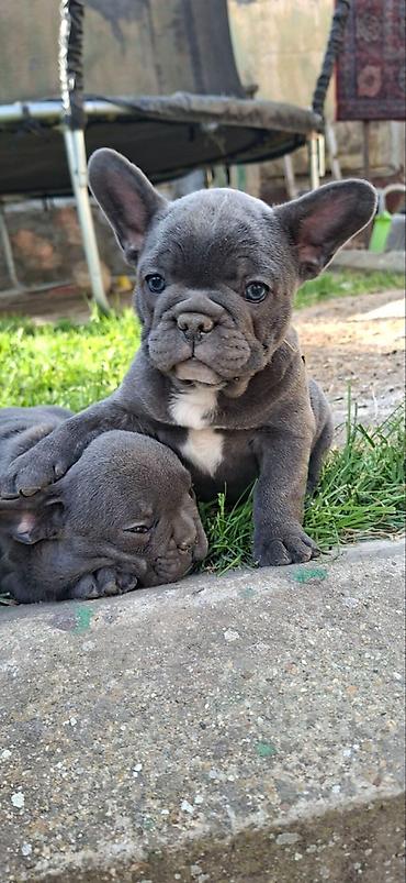 Psi: Francuski buldozi, rodjeni 4.3.2026, sky blue, vakcinisani uskoro — 3