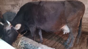 домик для животных: Сатам | Уй (ургаачы) | Алатоолук | Сүт алуу үчүн | Жасалма жол менен боозутуу