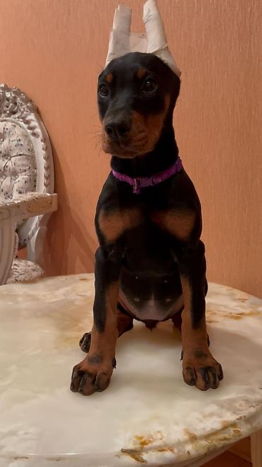 İtlər: Doberman, 2 ay, Dişi, Peyvəndli — 4